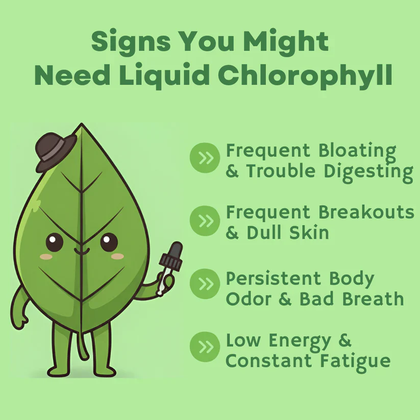 Liquid Chlorophyll - Image 2